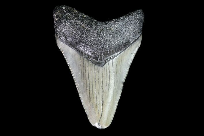 Juvenile Megalodon Tooth - Georgia #83675